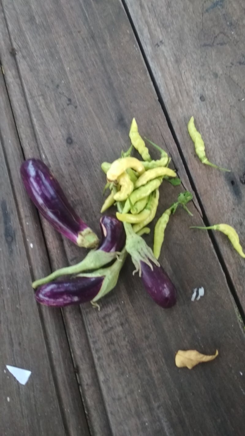 Pure Himalayan Shilajit Power Shots layout, showcasing ingredients and benefits