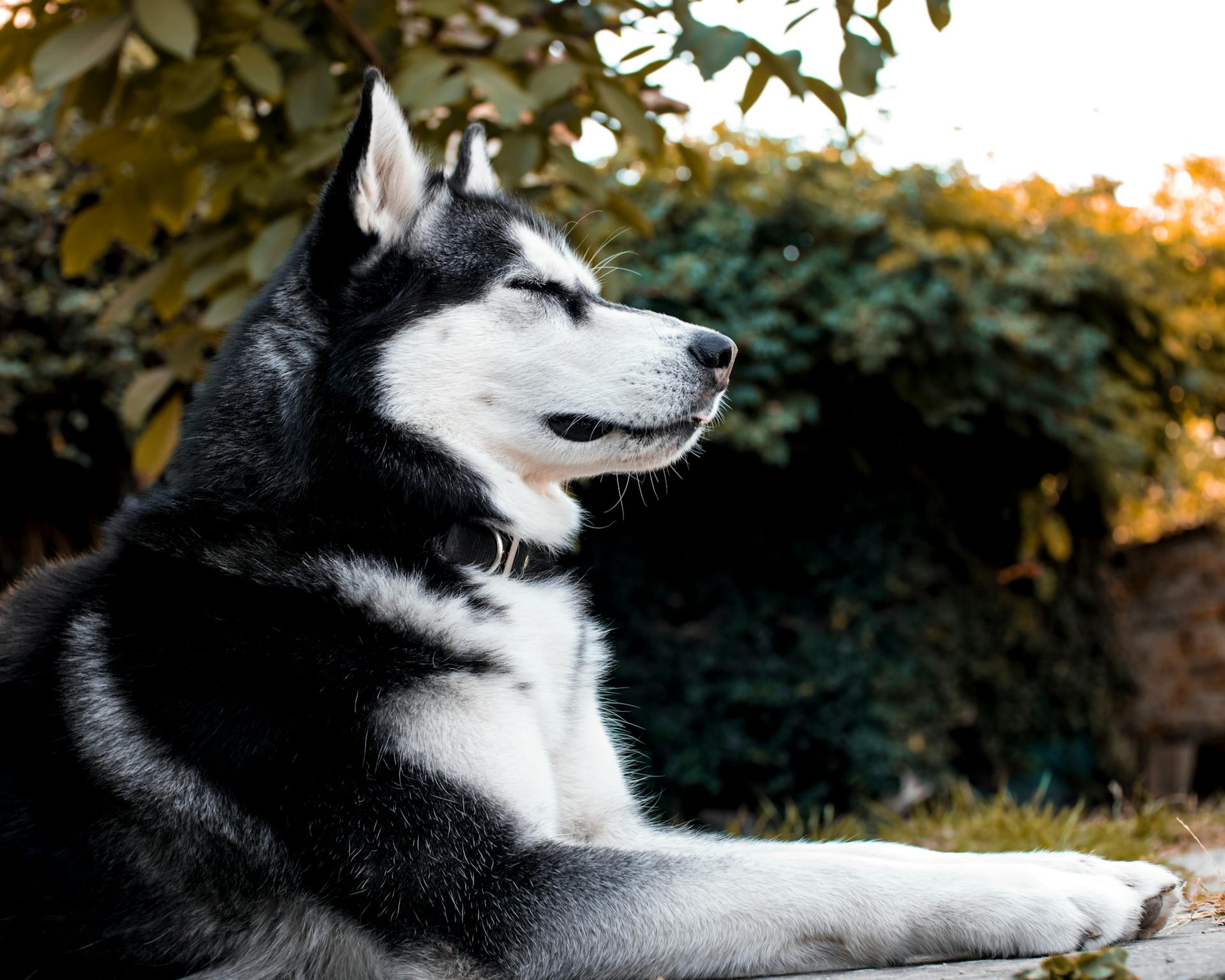 Close-Up Photo of a Cute Siberian Husky Lying on the Ground