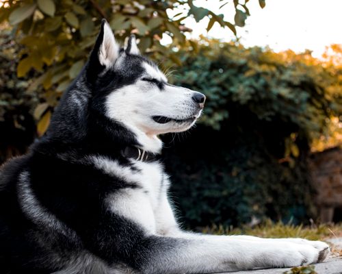 Free Majestic Siberian Husky enjoying a serene outdoor afternoon. Stock Photo