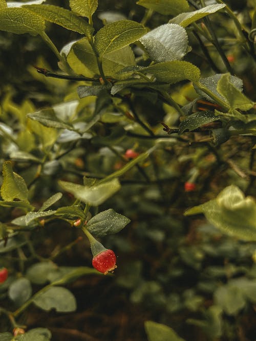 Free Red cowberry hanging on branch with foliage Stock Photo