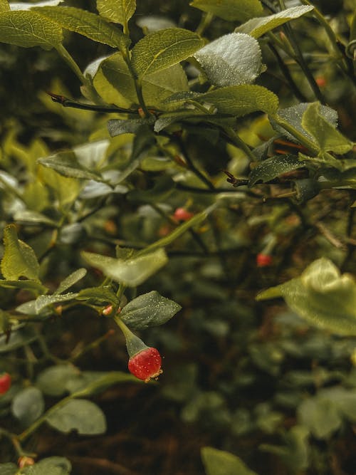 Red cowberry hanging on branch with foliage