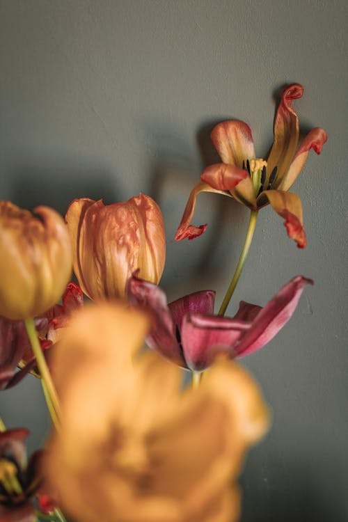 Bouquet of fresh fragrant lilies and tulips with yellow petals placed against gray wall