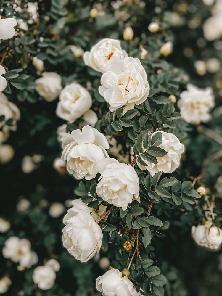 White Flowers Of Bush With Green Leaves