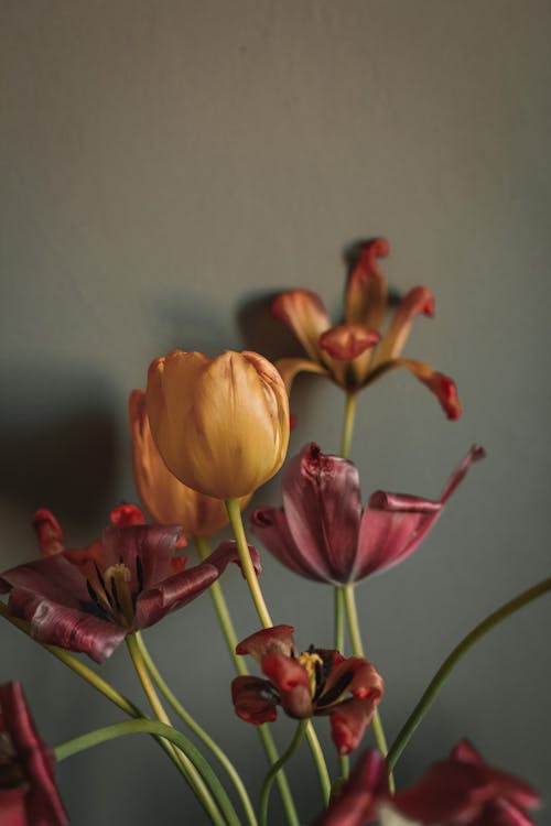 Bunch of fresh blooming yellow tulips and pink lilies on thin stems for decor