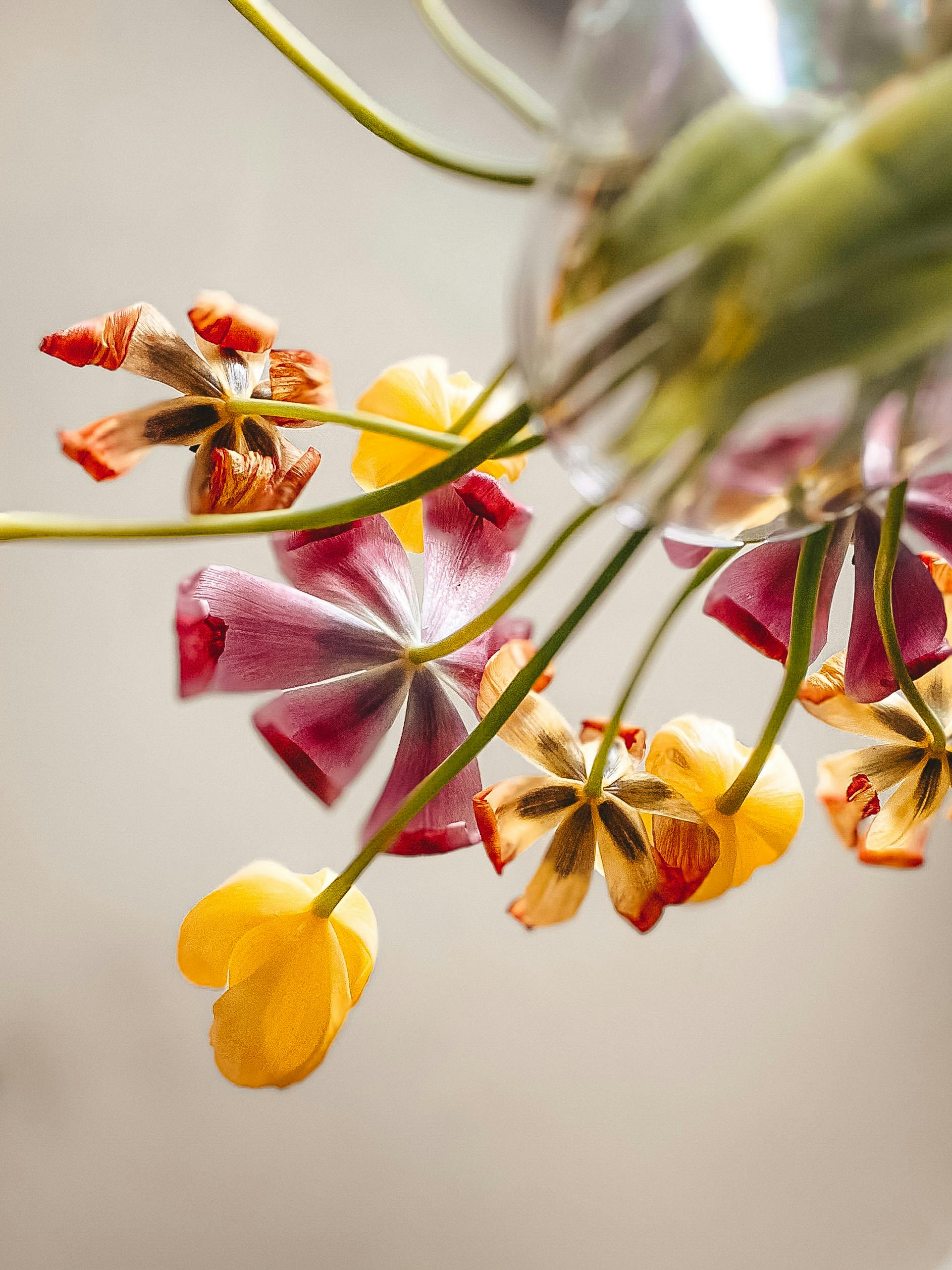 Colorful tulips captured from below in a glass vase indoors, highlighting vivid petals.