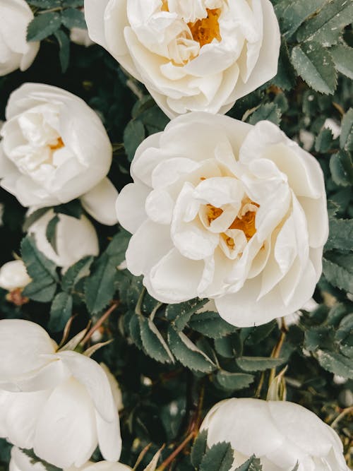 White blooming roses with green foliage in garden