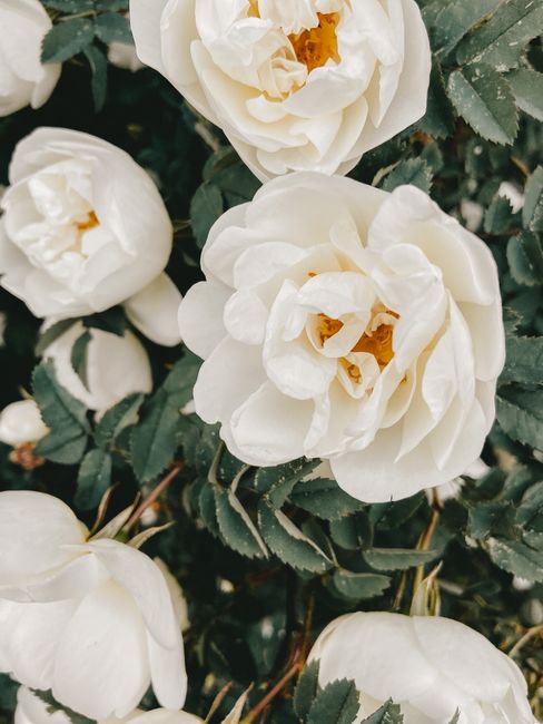 Lush buds of blossoming roses on branches of shrub with green foliage growing in garden