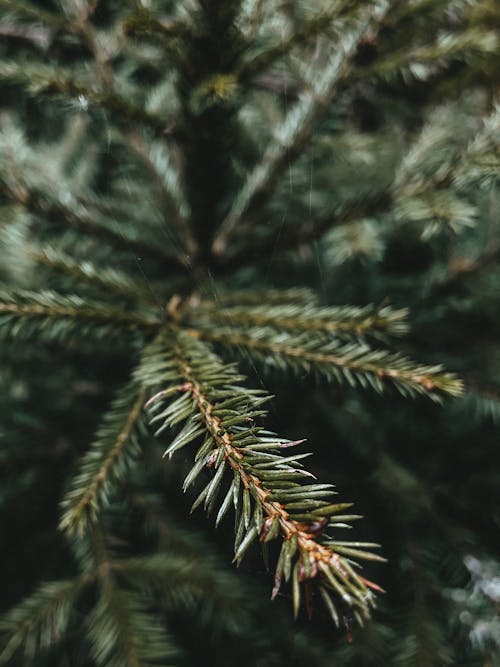 High angle of spruce tree branches with thin green needles growing in woods
