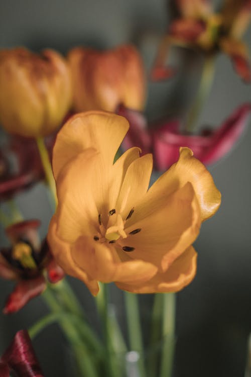 Bright yellow tulip in bunch of flowers