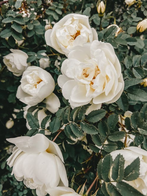 Free Delicate aromatic white roses blooming on branches of shrub covered with green leaves Stock Photo