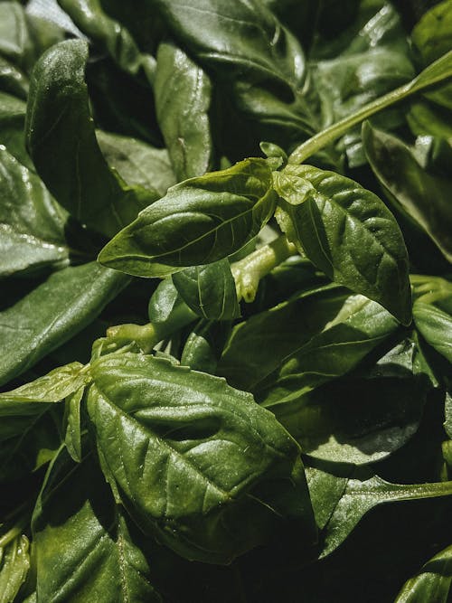 Abundance of green plant leaves in sunlight