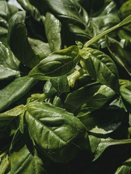 Basil — Fresh