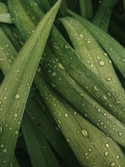 Long leaves of plant covered with clear drops of water in wildlife