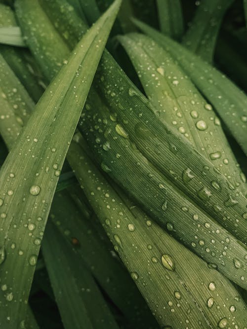 Immagine gratuita di acqua, ambiente, azzurro acqua