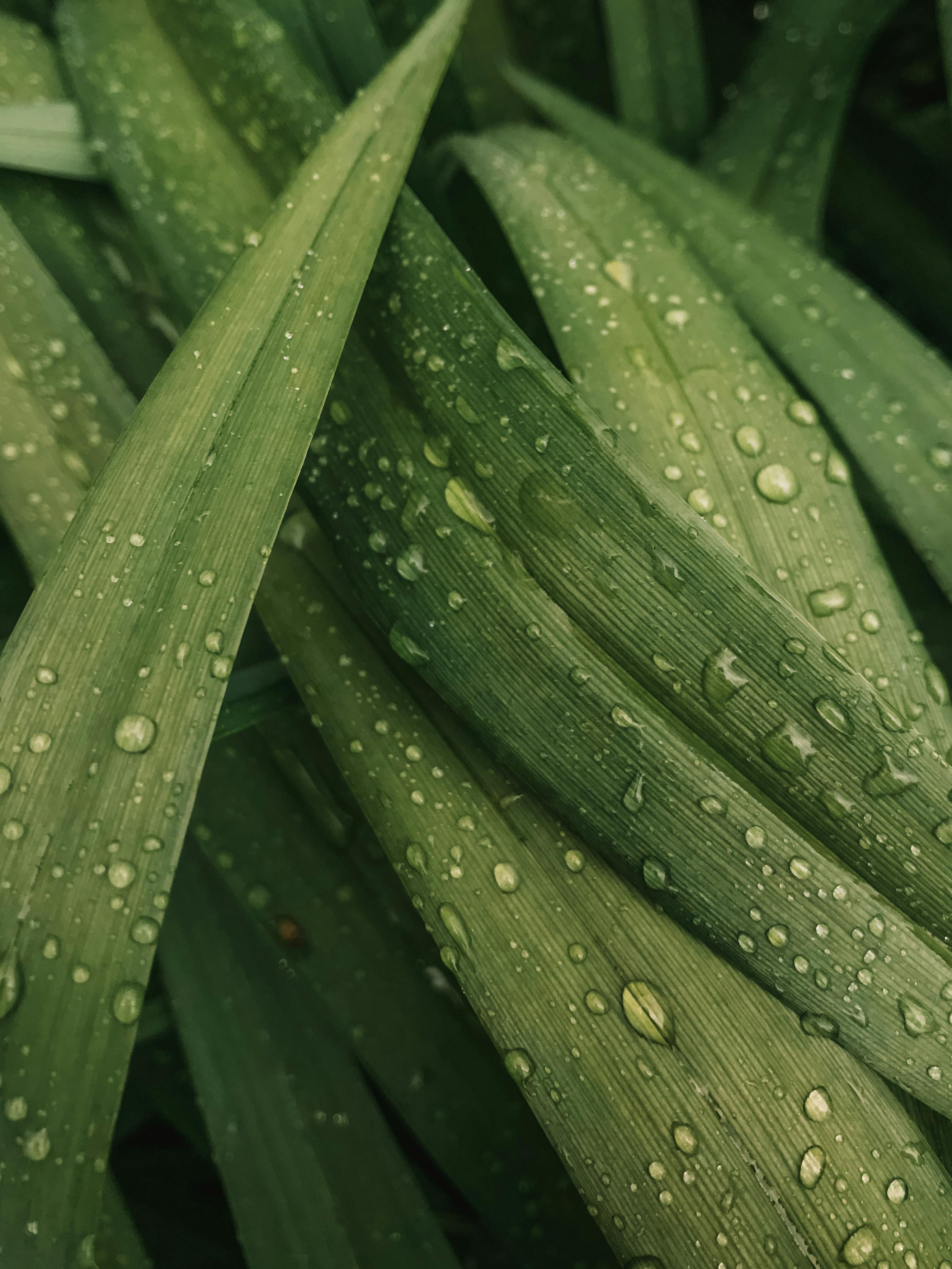 Clear water splash and drops in glass · Free Stock Photo