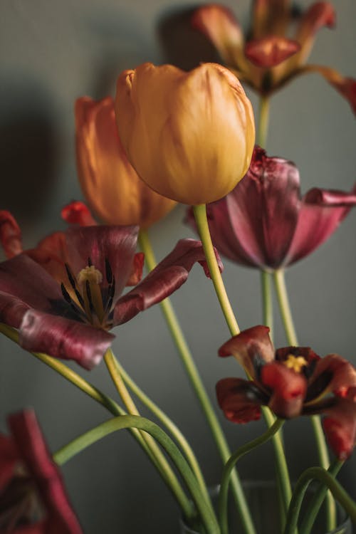 Free Bouquet of gentle blooming flowers in vase Stock Photo