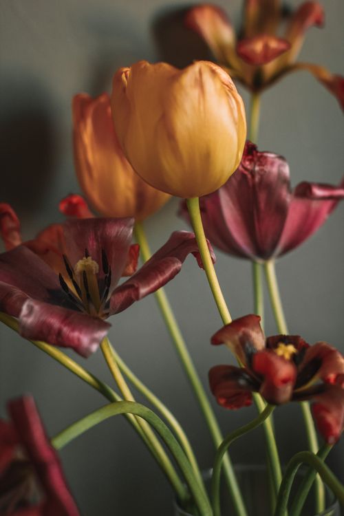 Free Fresh fragrant red lilies and yellow tulips in glass transparent vase placed against gray wall Stock Photo