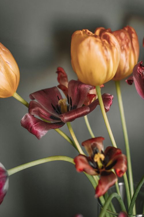 Free Bunch of fragrant blooming flowers consisting of tulips and lilies in glass vase Stock Photo