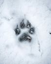 Snow Covered Ground