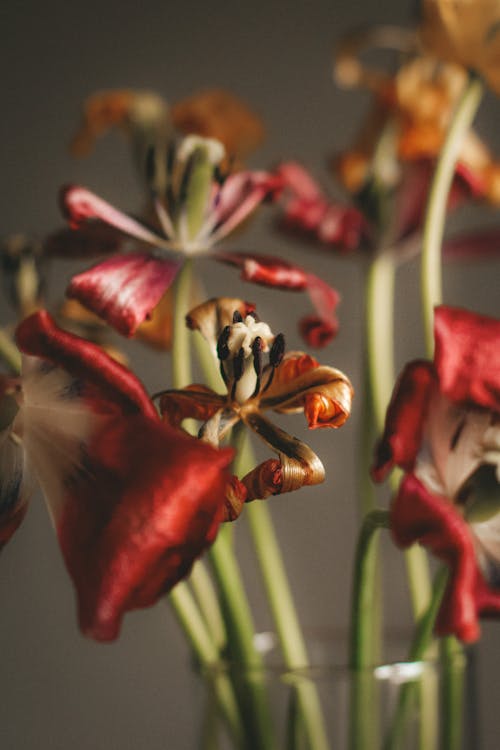 Bunch of fresh red and yellow lilies on green stems in glass vase