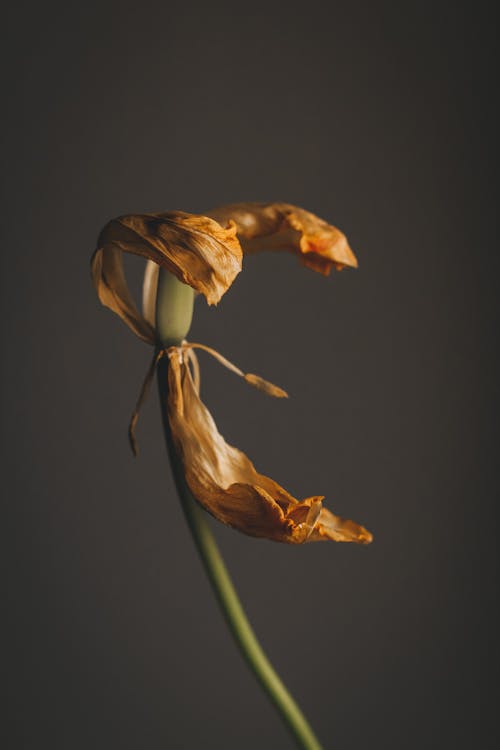 Fading petals of blooming flower with long green stem on blurred black background
