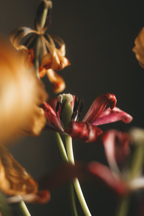 Základová fotografie zdarma na téma aroma, aromatický, botanický