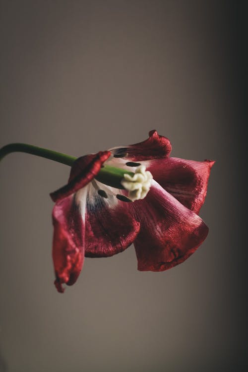 Free Blossoming red lily with fragile petals and thin stamens on stem against blurred gray wall Stock Photo