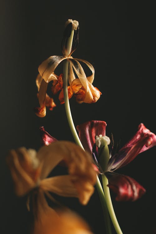 Free Bright blooming flowers in black studio Stock Photo
