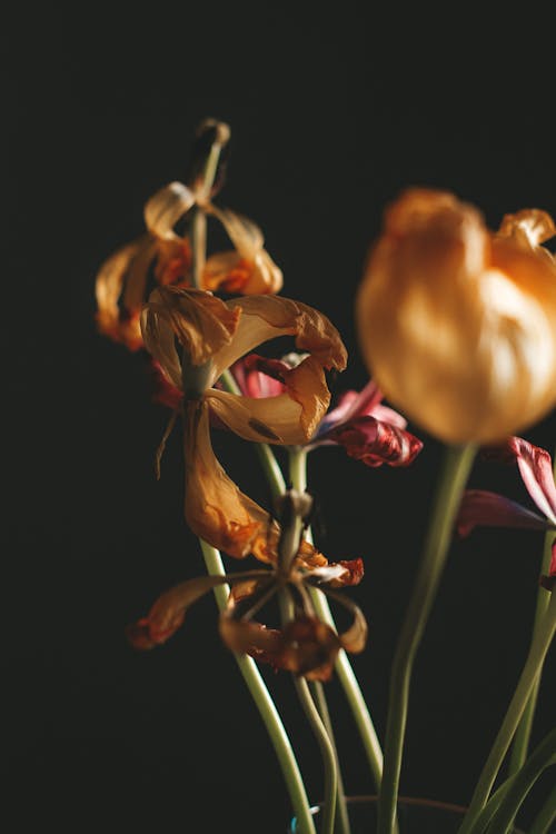 Bouquet of withered flowers in room