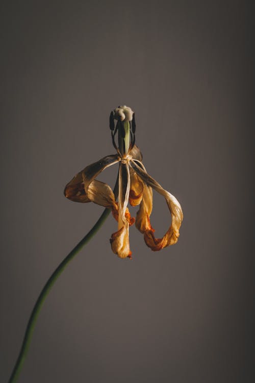 Small flower with small gentle faded yellow petals on long thin green stem growing against gray background in light room