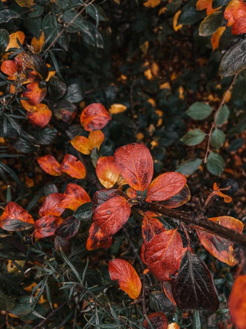 From above bush with red and green leaves growing on thin branches on grassy ground in woods on summer day