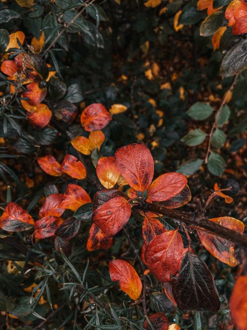 Free From above bush with red and green leaves growing on thin branches on grassy ground in woods on summer day Stock Photo
