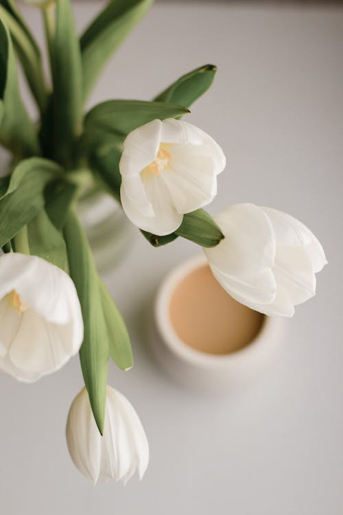 Free Bouquet of tulips near coffee Stock Photo
