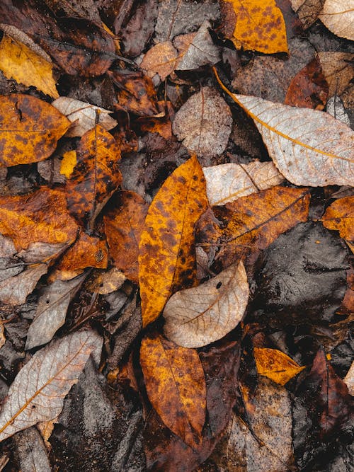 Heap of dried fallen leaves · Free Stock Photo
