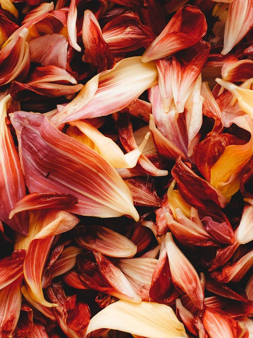 Top view abundance of fresh crumbling tender red and yellow petals of gentle aromatic flowers with thin veins placed together