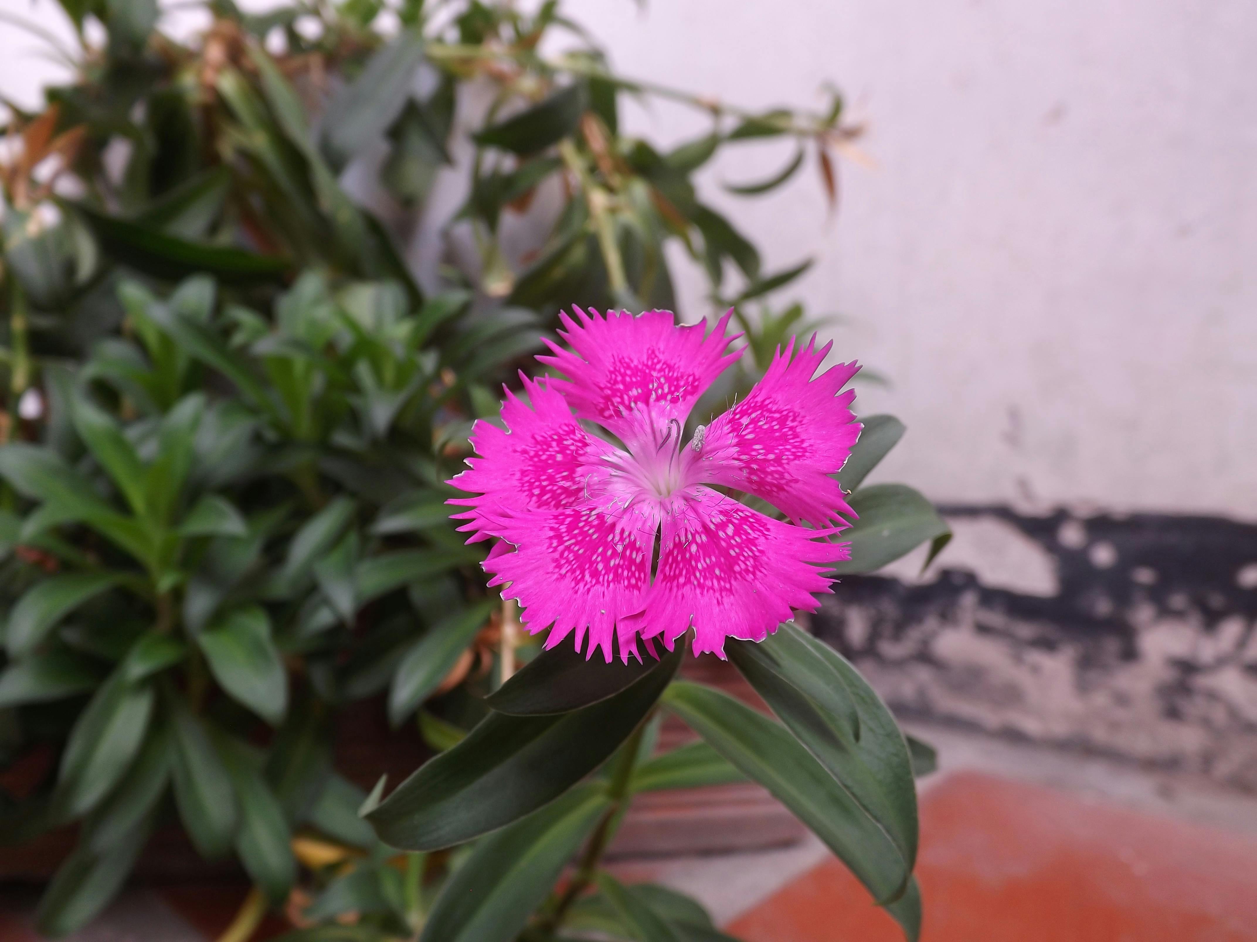 Close-up of gray hair strands