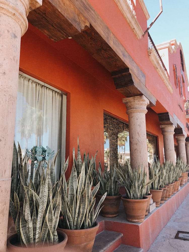 Snake Plants In Front Of A Pink Building