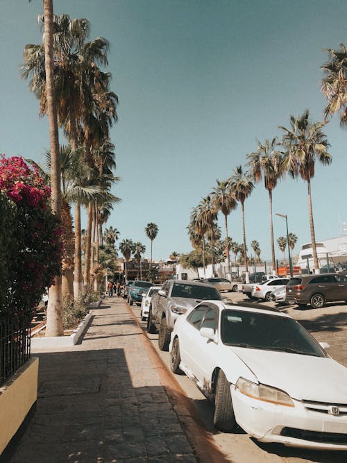 Gratis lagerfoto af biler, cabo san lucas, gade