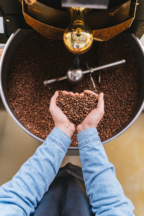 Person Holding Coffee Beans in Hands