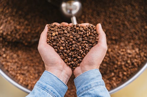 Free Coffee Beans on Person's Hands Stock Photo