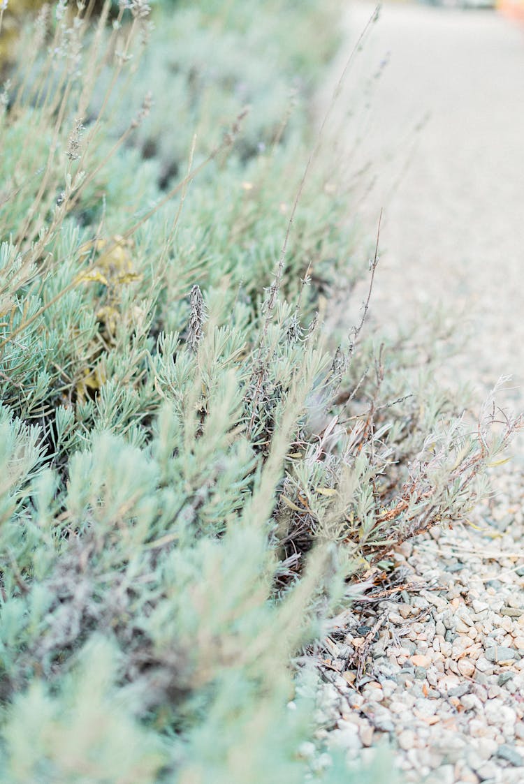 Close Up Of A Teal Colour Stonecrop Plant