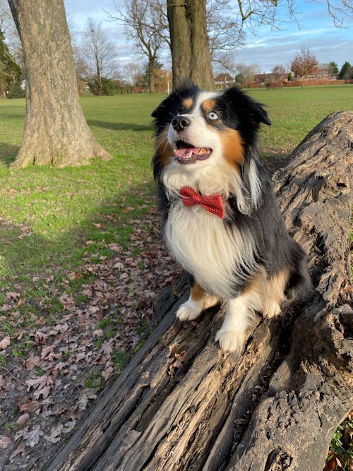 Free stock photo of australian shepherd, bow tie