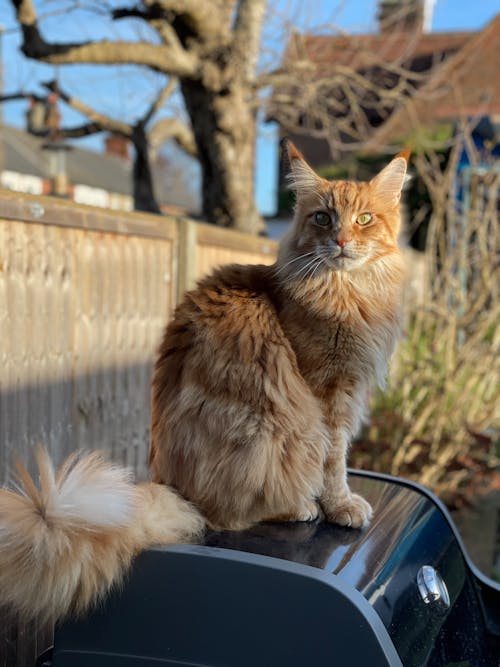 Free stock photo of cats, ray of sunshine, winter