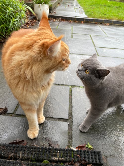 Free stock photo of cats, kisses