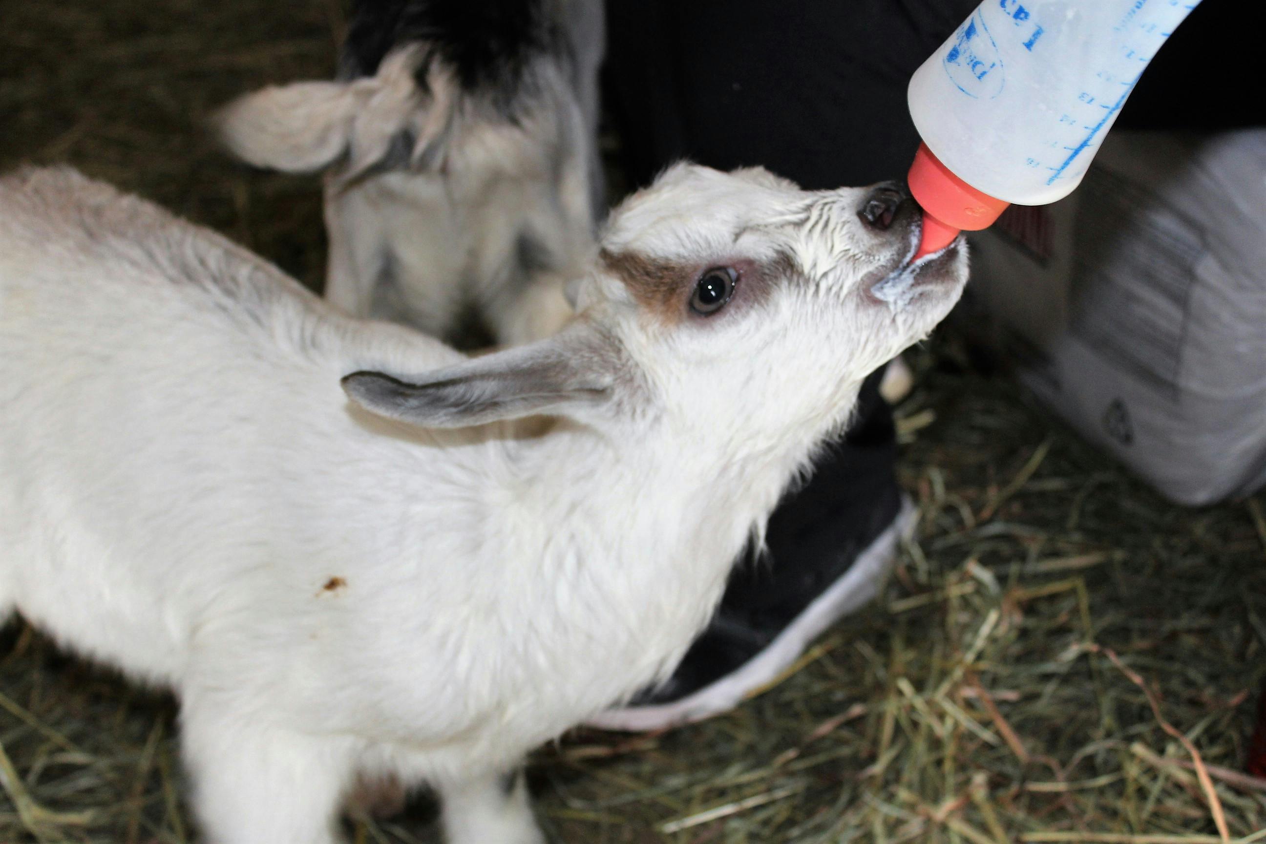 Gráfico de Bitcoin em um laptop