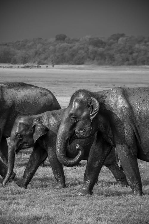 Free Elephants Walking in the Field Stock Photo