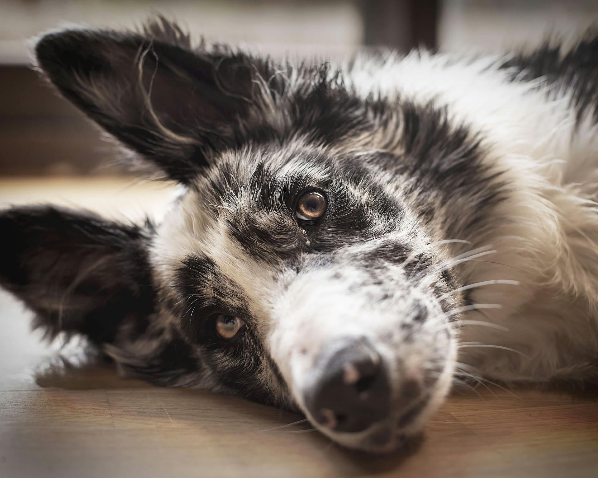 Close-Up Shot of a Border Collie Dog