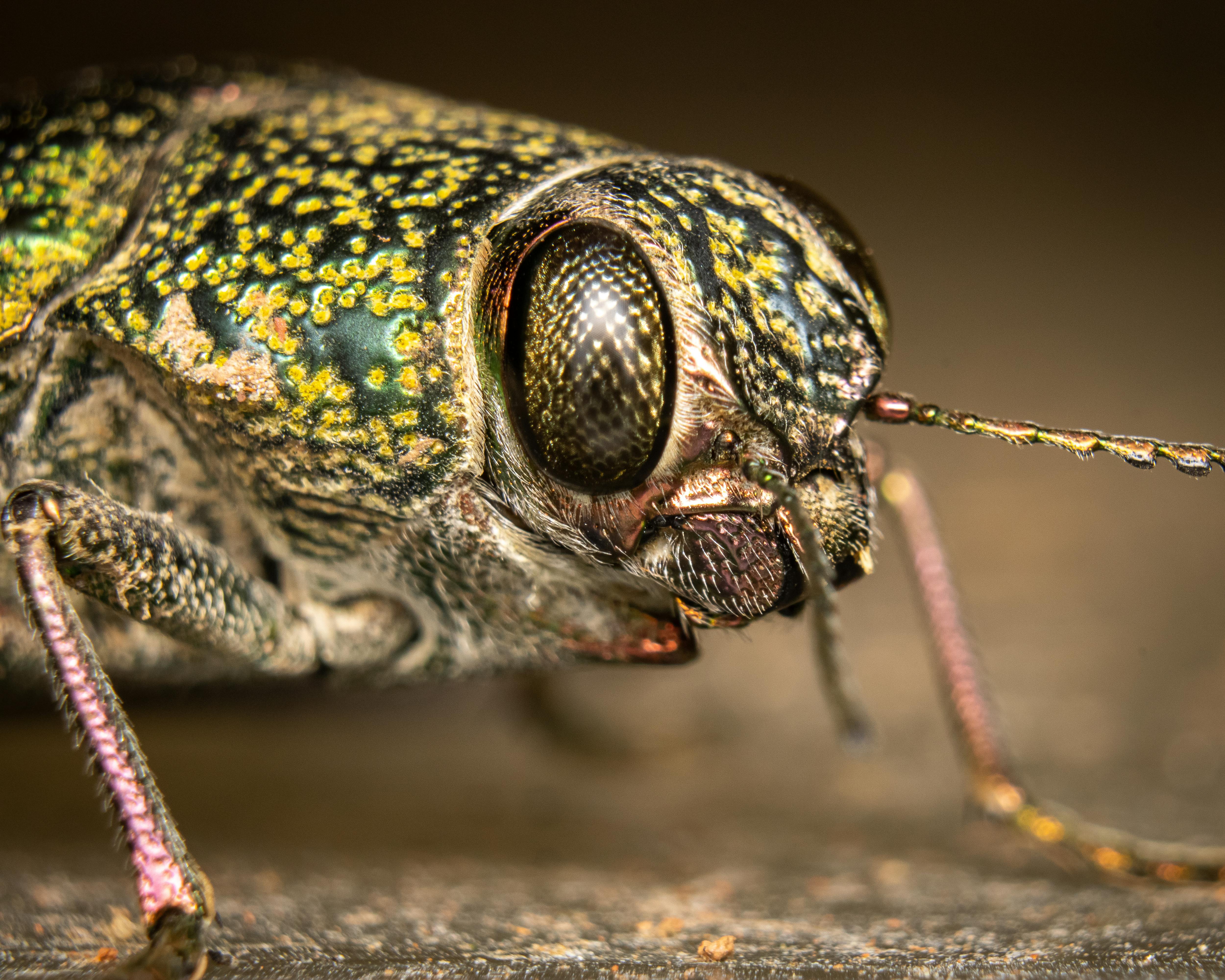 Close‑up of a carpet beetle on a fabric surface