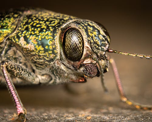 Δωρεάν στοκ φωτογραφιών με beetle, dicerca, macro shot