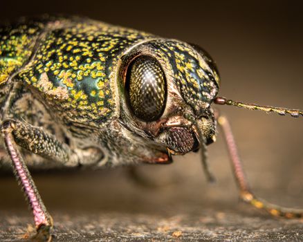 Detailed macro shot of a vibrant metallic beetle showcasing its intricate patterns and texture.
